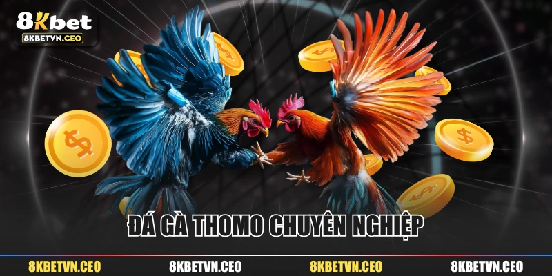 Đá gà Thomo chuyên nghiệp