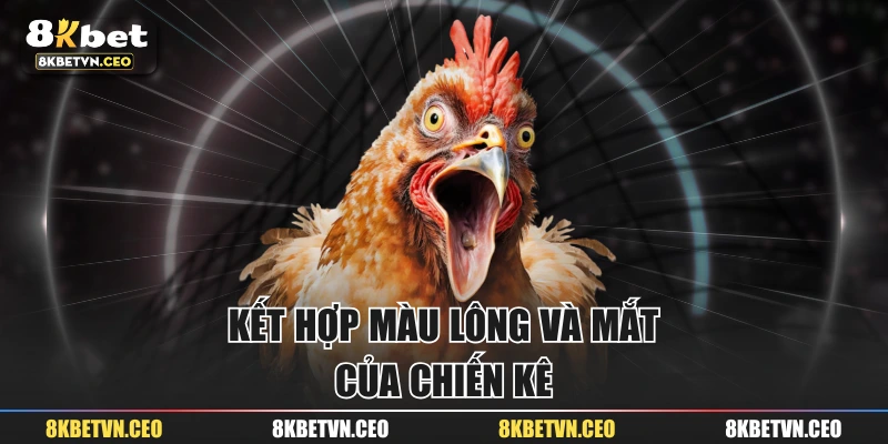 Kết hợp màu lông và mắt của chiến kê